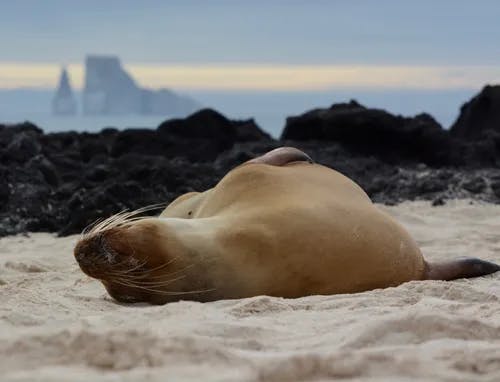 A seal laying down on a beach.