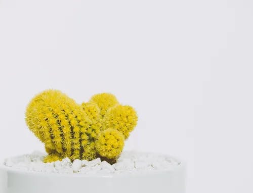 A white background with a white pot and a yellow cactus.