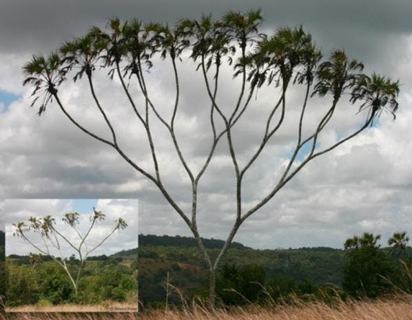 Skinny tree